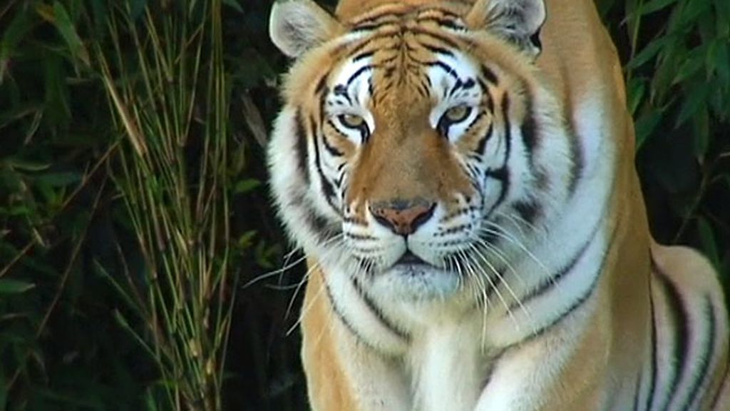 Fallece una cuidadora de Terra Natura tras ser atacada por un tigre