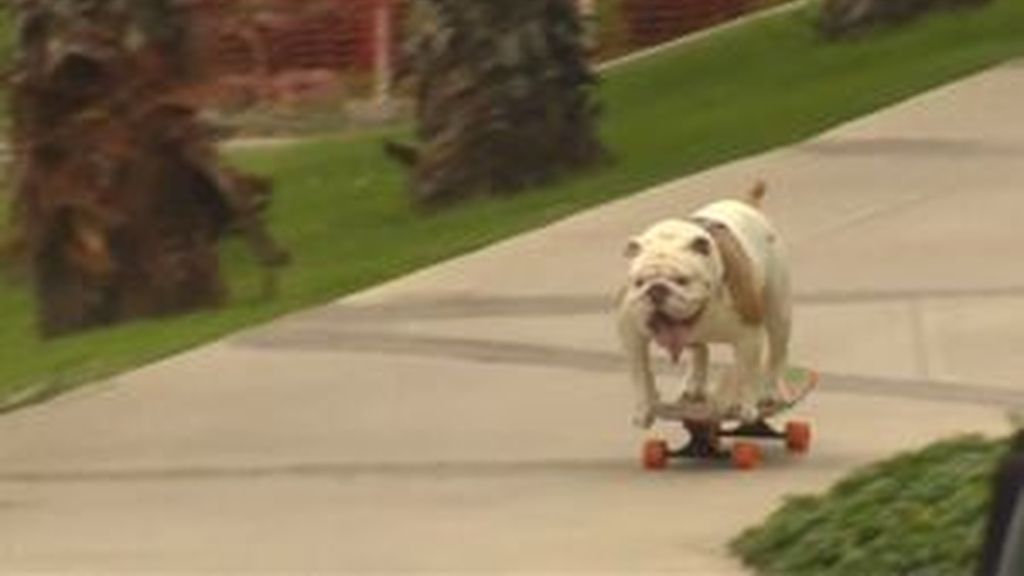 El asombroso caso del perro que bate un récord Guinness sobre un monopatín