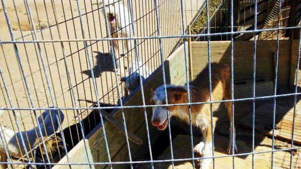 Rescatados medio centenar de perros maltratados en la 'finca de los horrores'