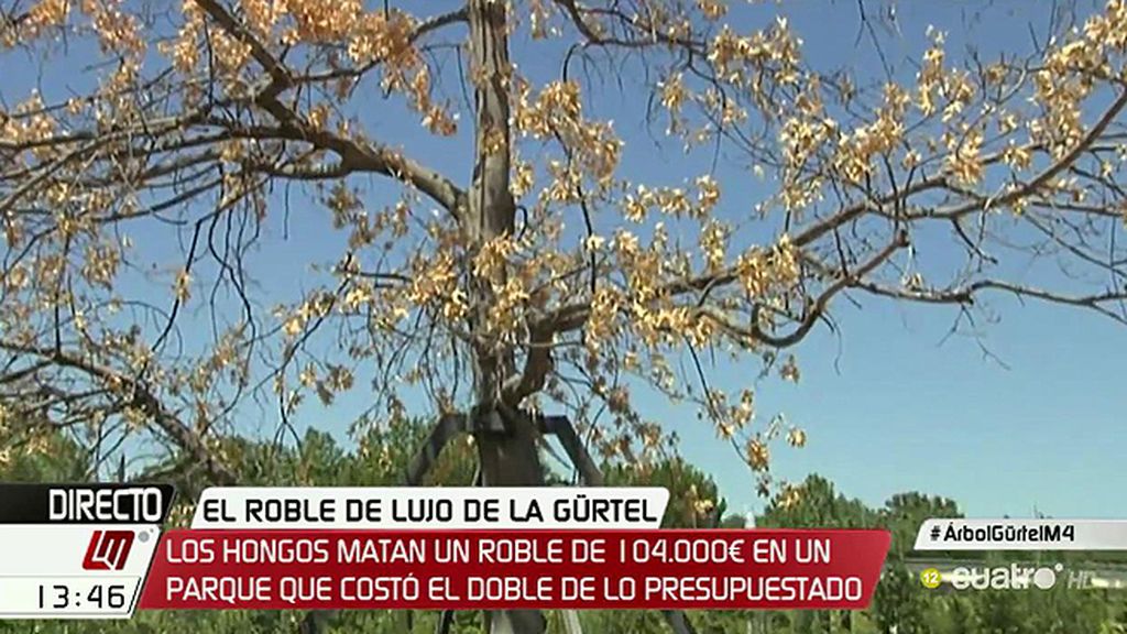 El árbol de 104.000 euros de la 'Gürtel' se está secando pese a los intentos de salvarlo