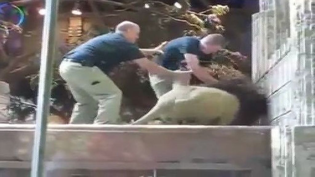 Una leona salva a un cuidador atacado por un león en un zoológico