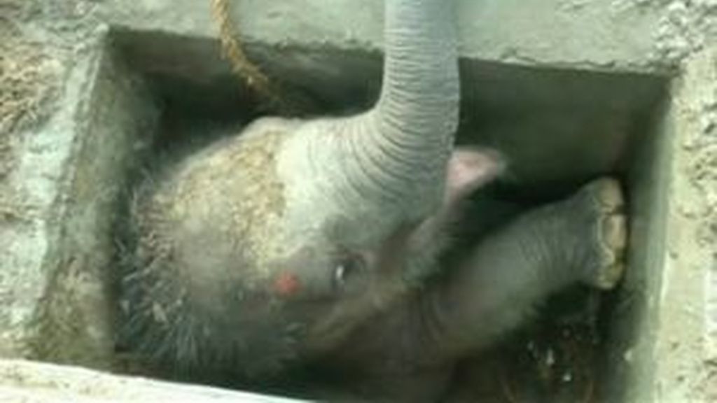 Rescatan en Sri Lanka a una cría de elefante atrapada en un desagüe