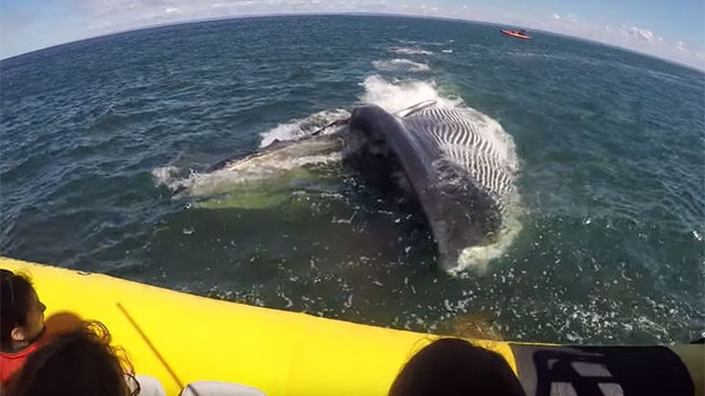 Susto durante el avistamiento de ballenas en Québec