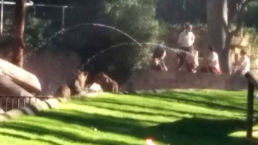El agua salvó la vida al hombre que saltó a los leones en el zoo de Barcelona