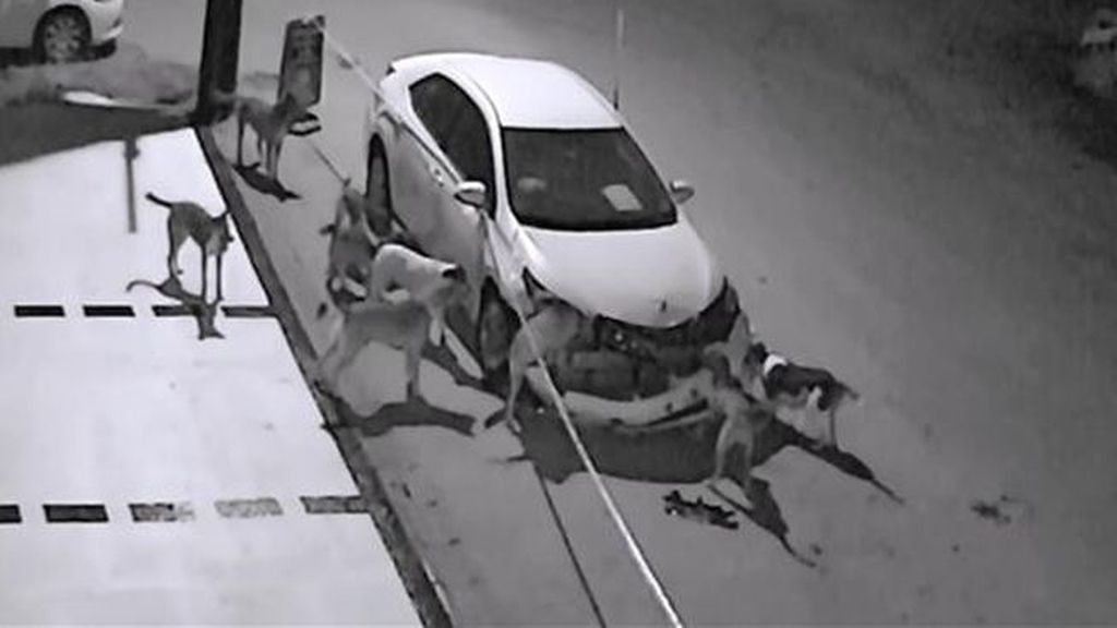 Una banda de perros vagabundos es pillada in fraganti destrozando un vehículo