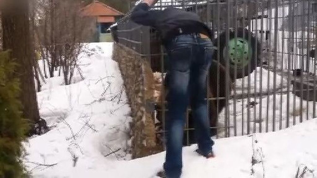 Un hombre ebrio trata de acariciar a un oso en una jaula y pierde la mano