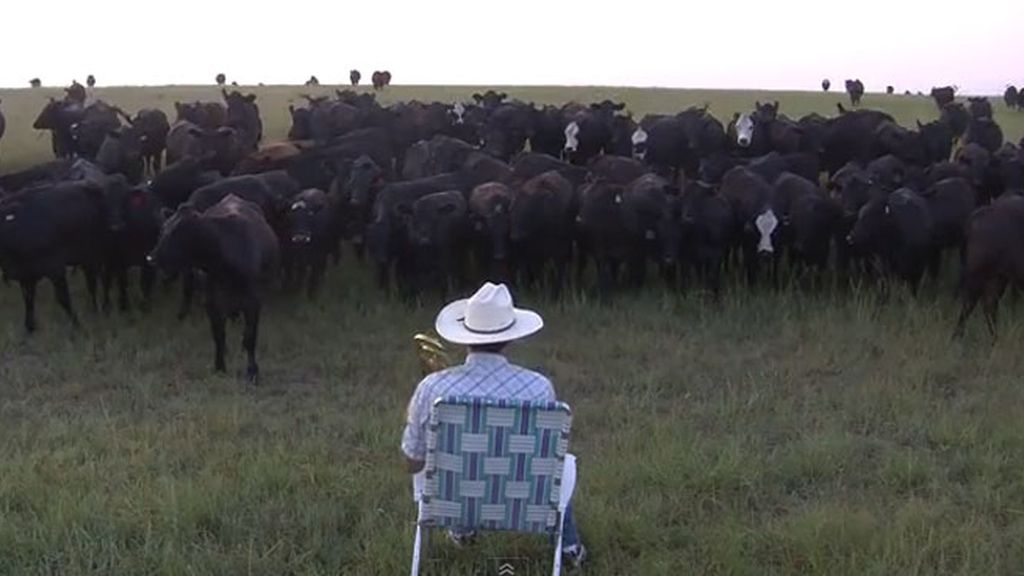 Un granjero de Kansas reúne a sus vacas con su trombón