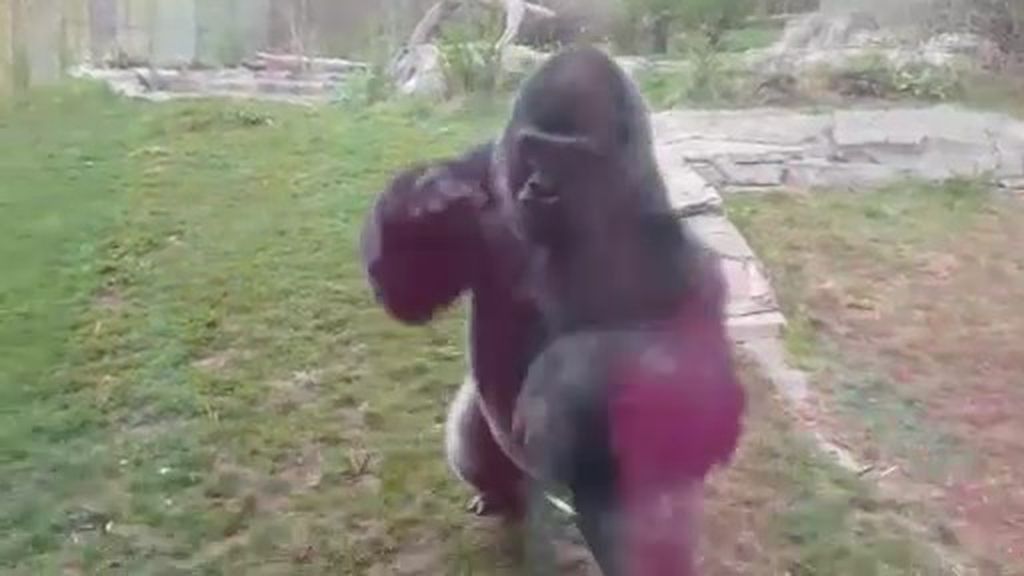 Un gorila enfurecido se lanza contra el cristal en un zoo de EEUU