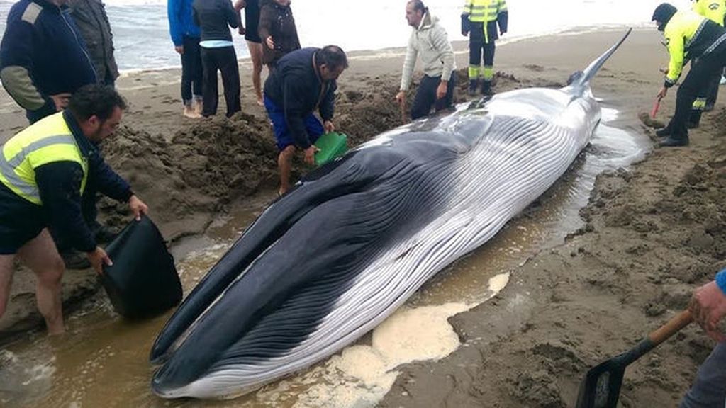 Una cría de ballena aparece con vida a la orilla de una playa de Huelva