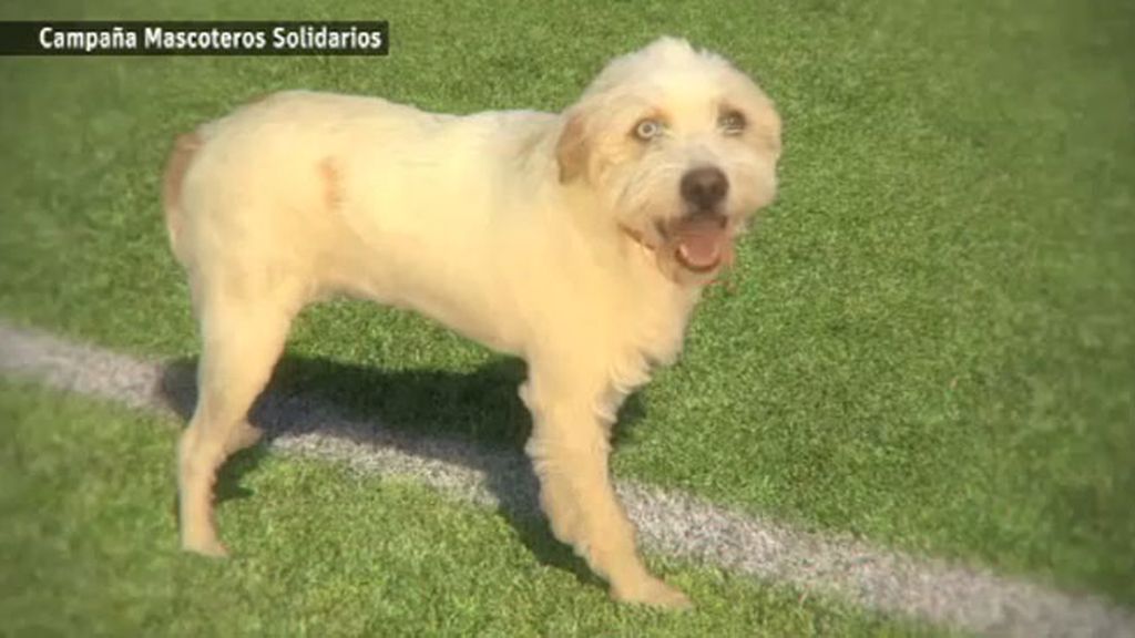 Un perro no es un juguete