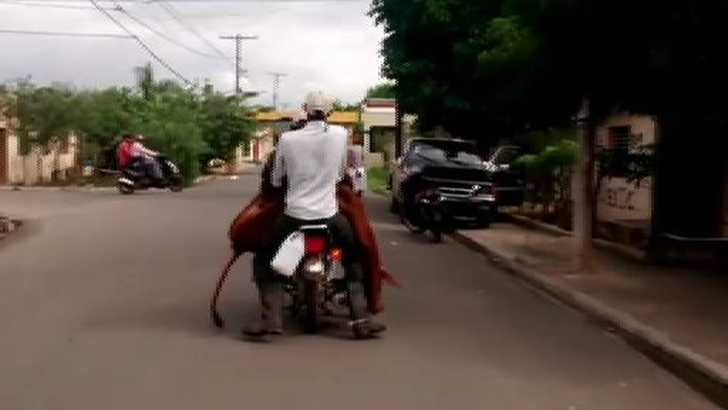 En República Dominicana las vacas viajan en...moto