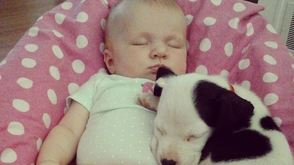 Un cachorro de pitbull y un bebé se convierten en mejores amigos