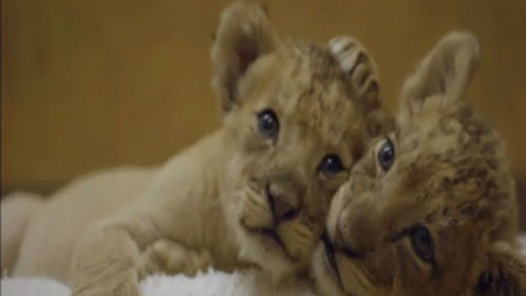 Dos cachorros de león, estrellas del zoo de San Diego