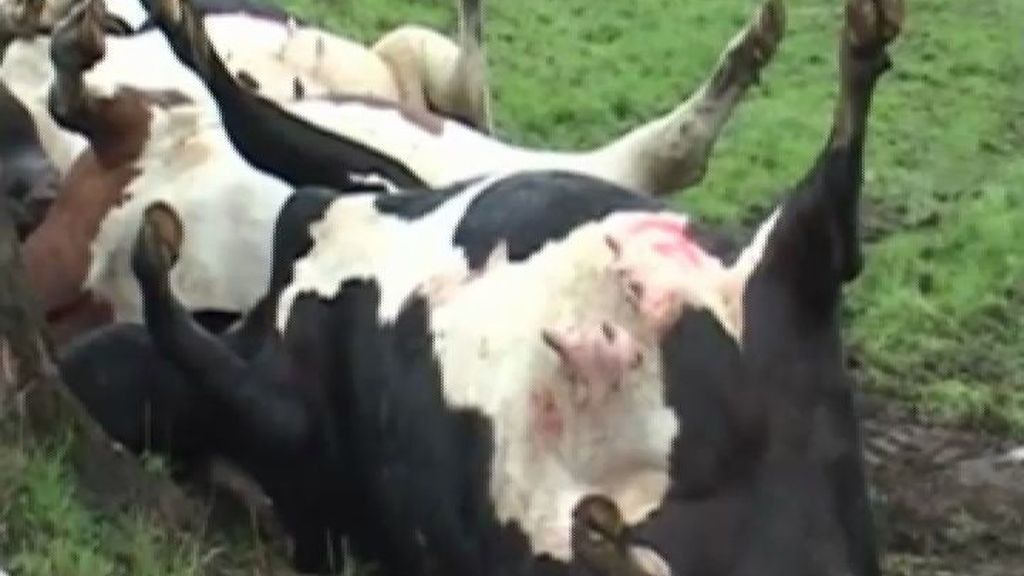 Un rayo mata a 64 vacas en Chile