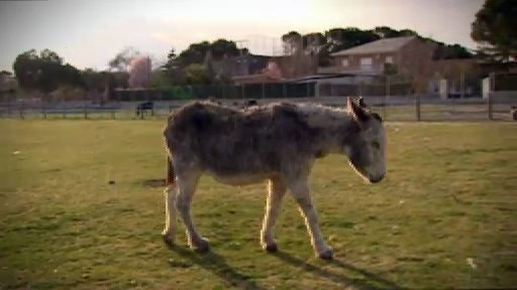 Platero y ellos