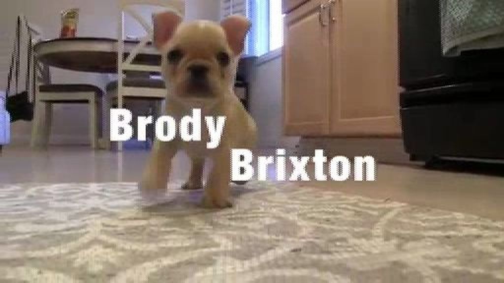 Brody Brixton, el perro más obediente
