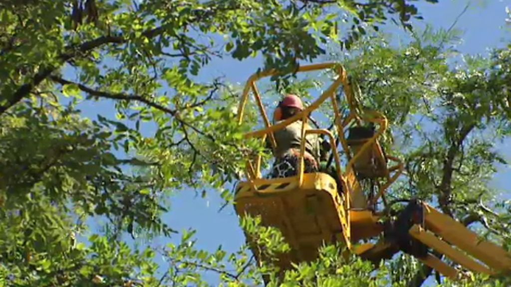 El Ayuntamiento investiga la caída de árboles en El Retiro