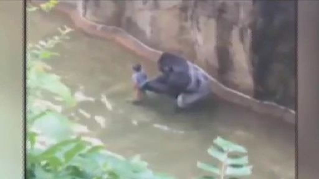 ¿Se podía haber resuelto de otra manera el incidente en el zoo de Cincinnati?