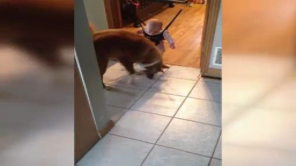 Un perro enseña a saltar a un bebé