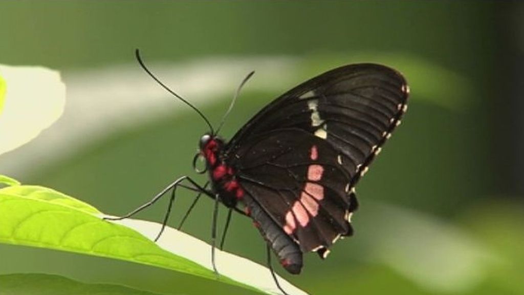 El paraíso de las mariposas