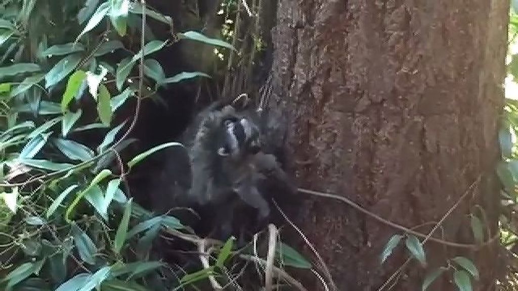 Mamá mapache enseña a su cría a escalar