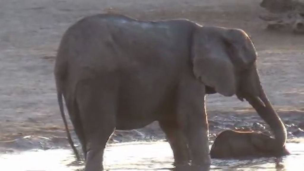 Un bebé elefante trae a su madre de cabeza