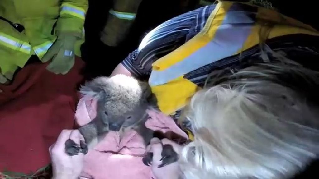 Un koala sobrevive gracias a recibir un masaje cardíaco