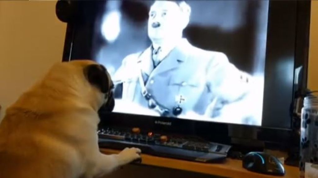 #HoyEnLaRed: Buddah, el perro neonazi