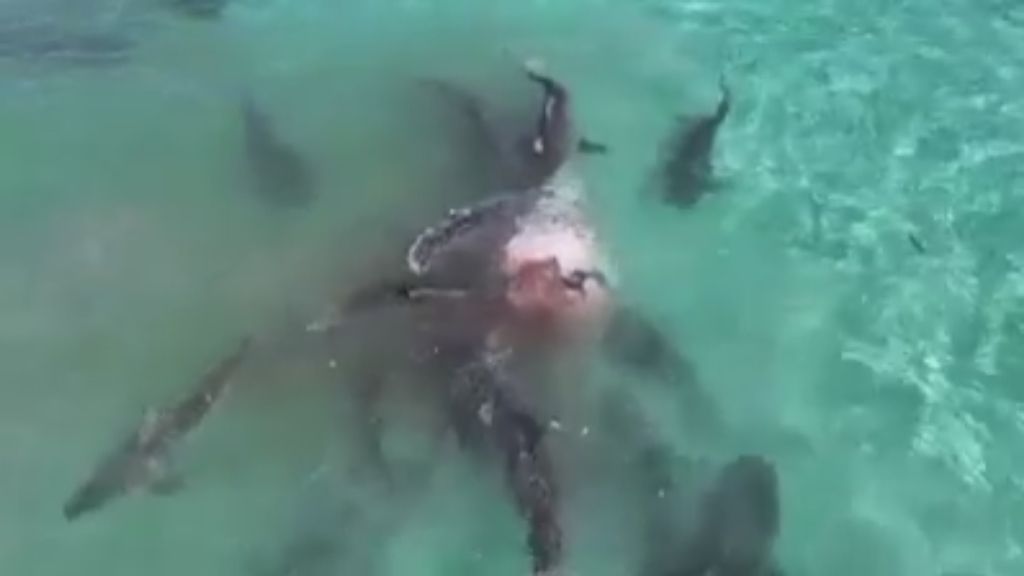 70 tiburones tigre devoran a una ballena jorobada en Australia