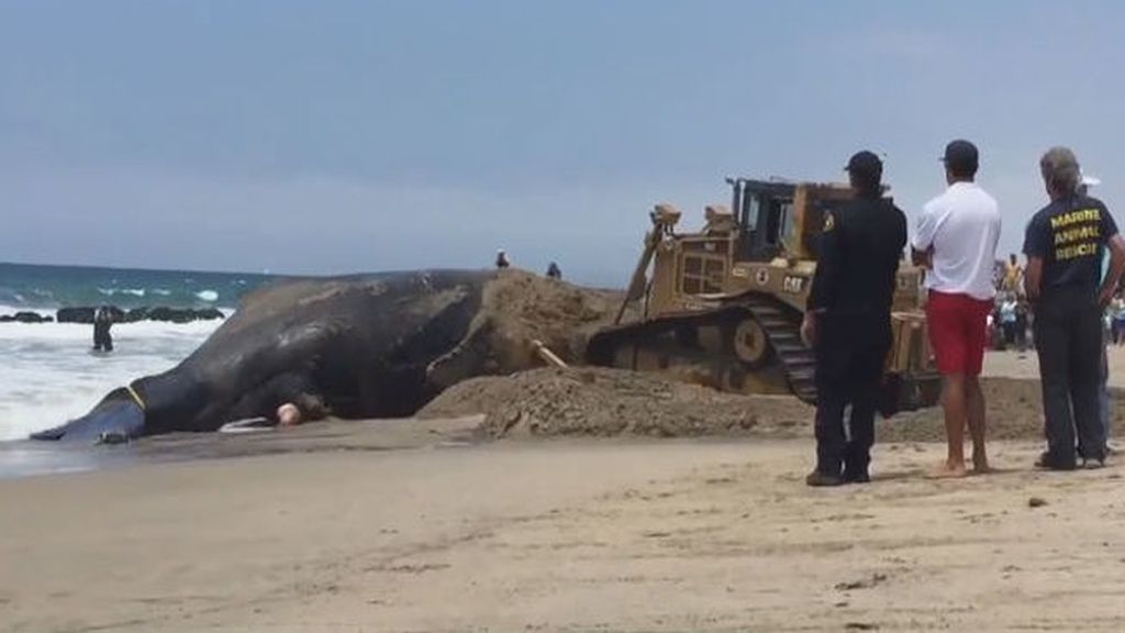 Devuelven al océano una ballena muerta de 14 metros para evitar el mal olor