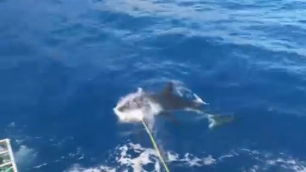 Terrorífico momento en el que un buzo queda atrapado en una jaula con un tiburón blanco