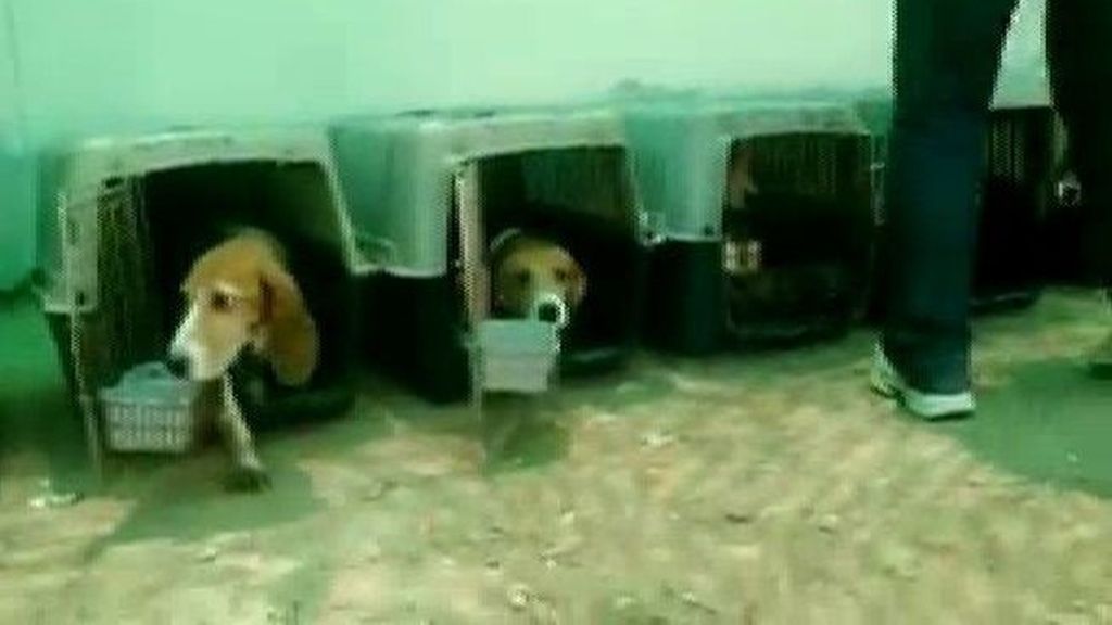 Una ONG salva a 156 perros de un laboratorio que los mantenía en jaulas