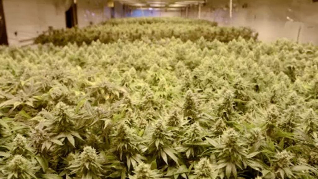 Colorado, 'el supermercado del cannabis'