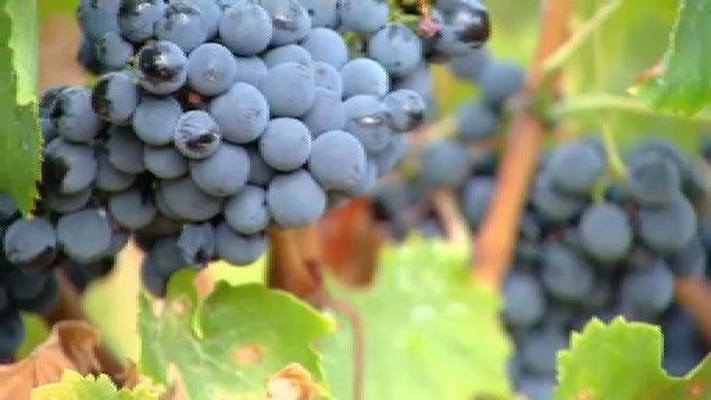 España, primer productor mundial de vino