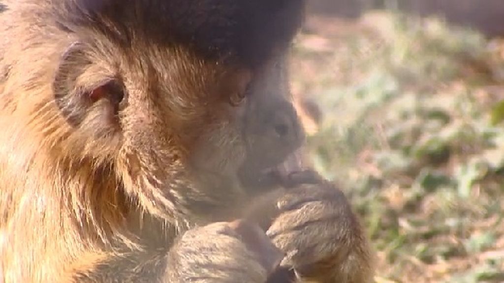 35 primates amenazados por la falta de fondos para mantenerlos