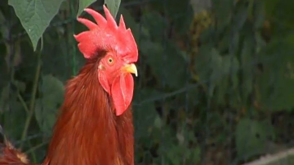 El gallo que quería ser un perro