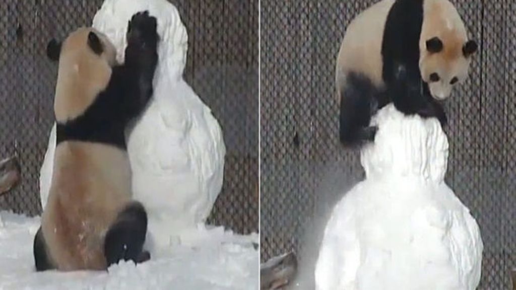 La tierna batalla de un oso panda contra un muñeco de nieve