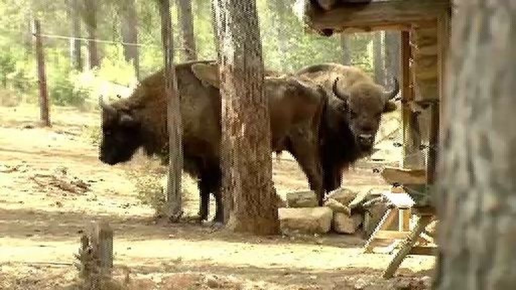 Los bisontes de Valdeserrillas murieron de hambre