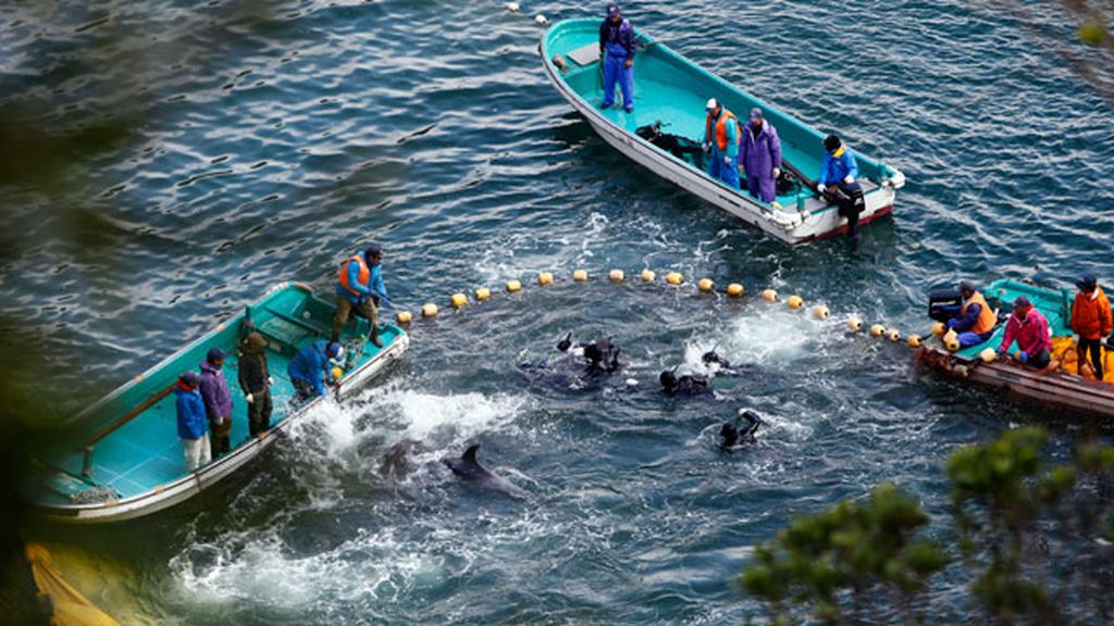Brutal caza de delfines en Japón