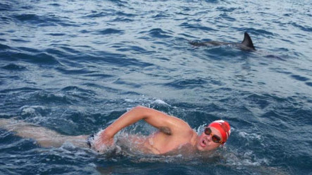Los delfines salvan a un nadador de un tiburón