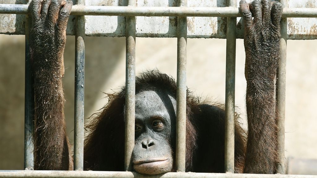 Los incendios de Indonesia acaban con la población de orangutanes