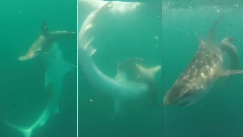 Feroz combate a vida o muerte entre un tiburón tigre y un tiburón martillo