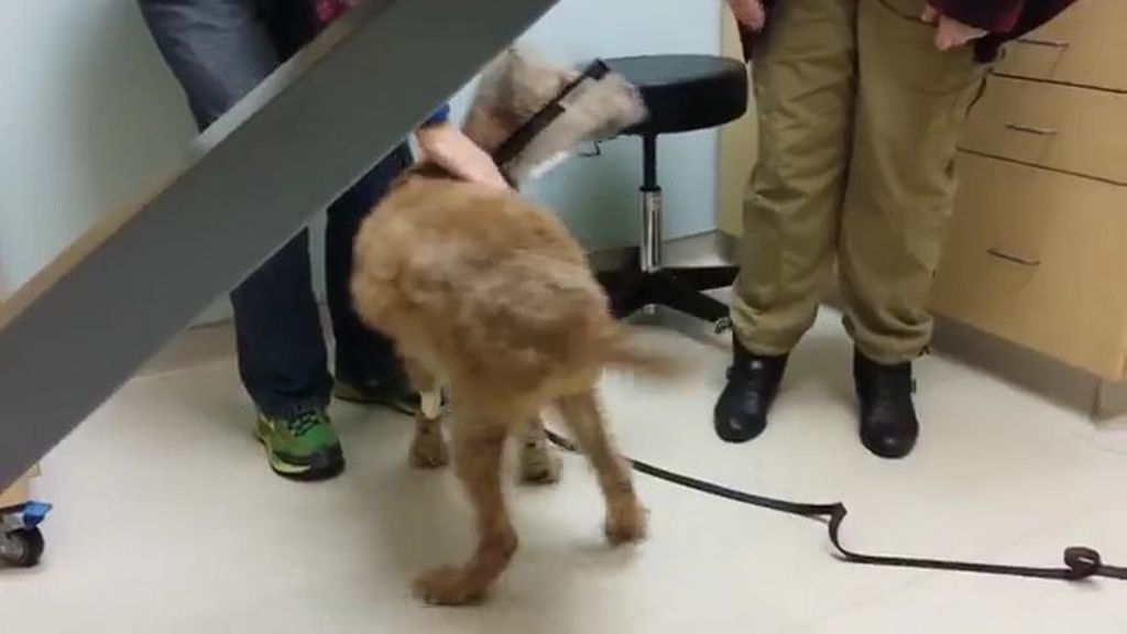 Un perro ve a su familia tras una operación de la vista