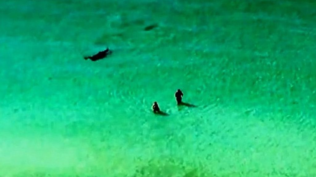 Dos nadadores huyen de un tiburón en Florida