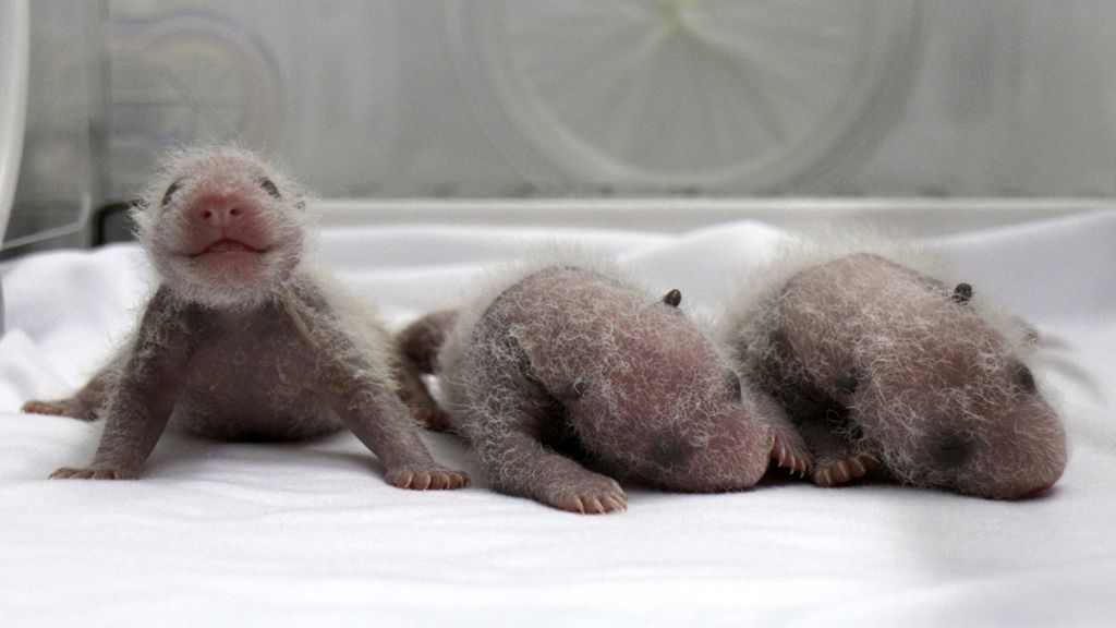 Nacen los primeros trillizos de panda del mundo en China