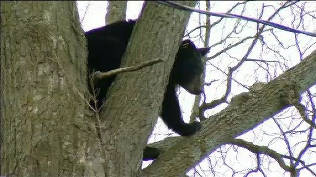 Un oso sufre una  impactante caída durante su rescate en Nueva York