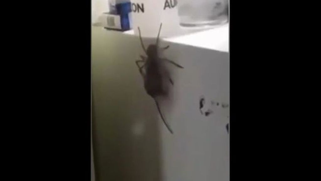 Esta araña gigante caza (y se come) a un ratón...y se vuelve viral