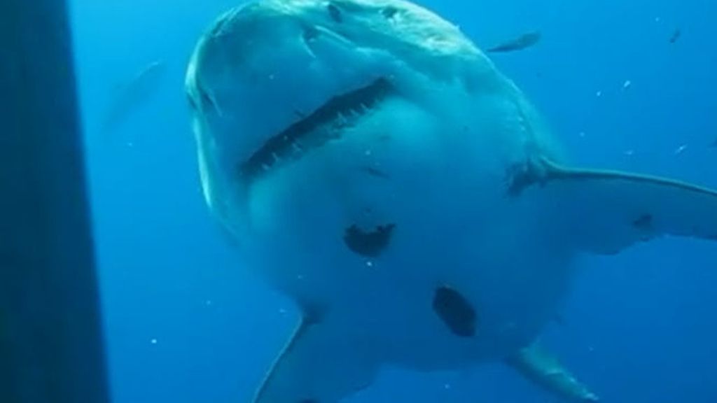 Difunden el vídeo del tiburón blanco más grande captado en cámara