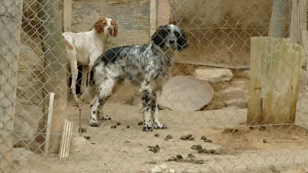 Perros abandonados salen de España para generar dinero a perreras italianas