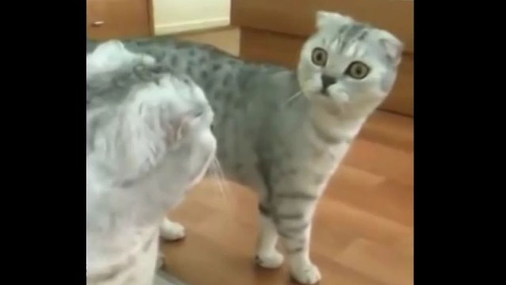 La reacción de un gato al verse por primera vez en un espejo